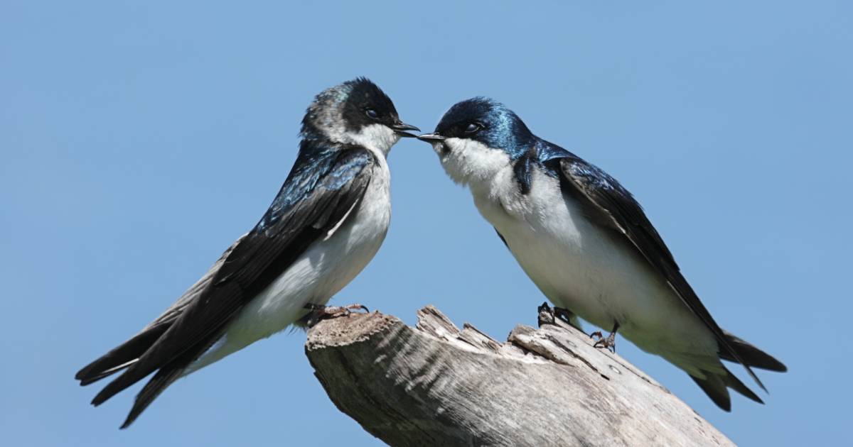 Bird couples may break up due to prolonged separation or infidelity – study