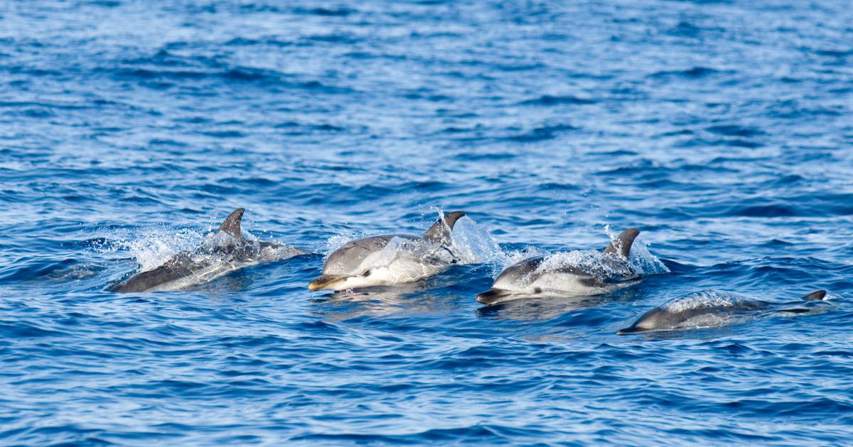 Dolphins continue to die due to hostilities – conservationists
