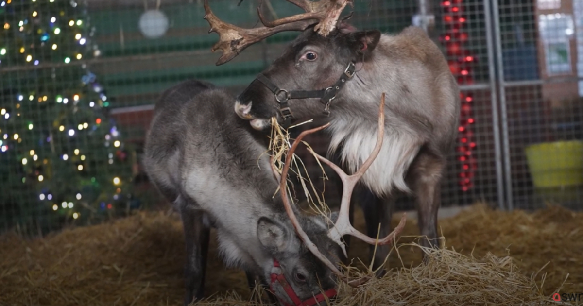 In England, a lonely deer was found a mate before Christmas: the happy story of “Santa’s helpers”