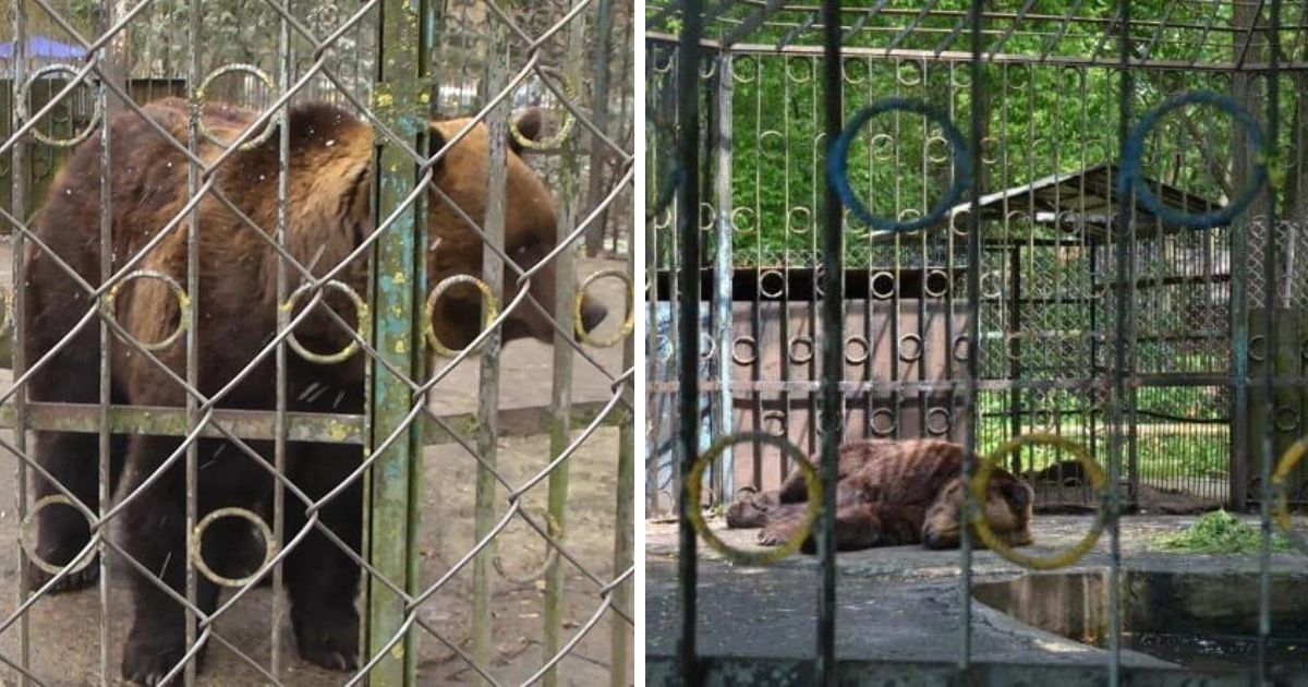 Bala the bear, who lived in a tight enclosure in the Khmelnytskyi Park, was moved to the Synevyr National Park