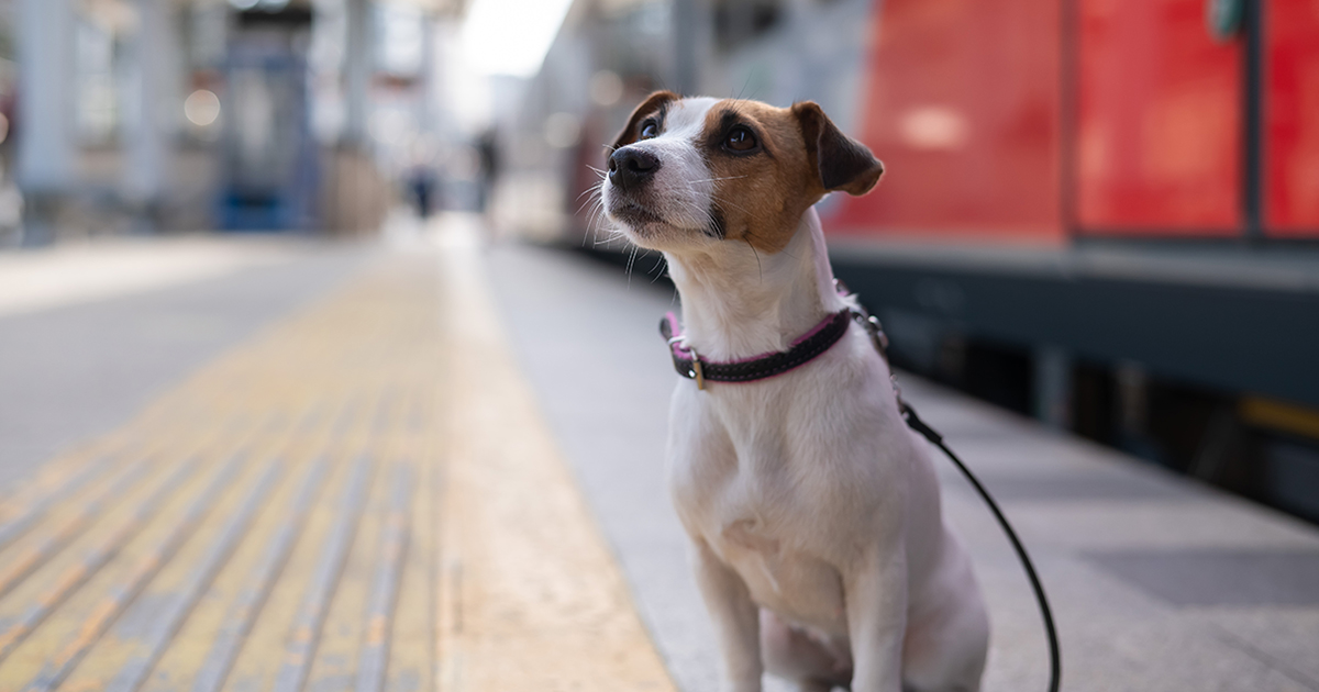 Traveling with an animal: what you should know about traveling by train with four-legged friends