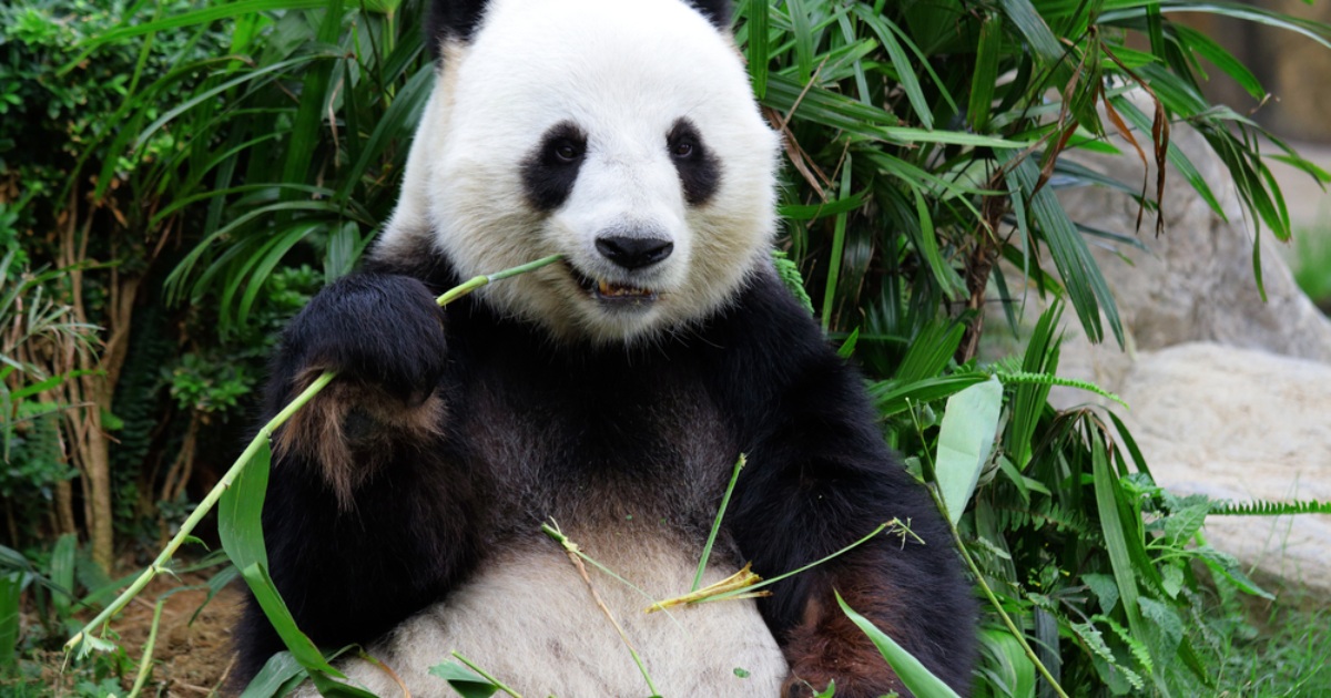 Giant pandas in zoos may suffer from ‘jetlag’: study
