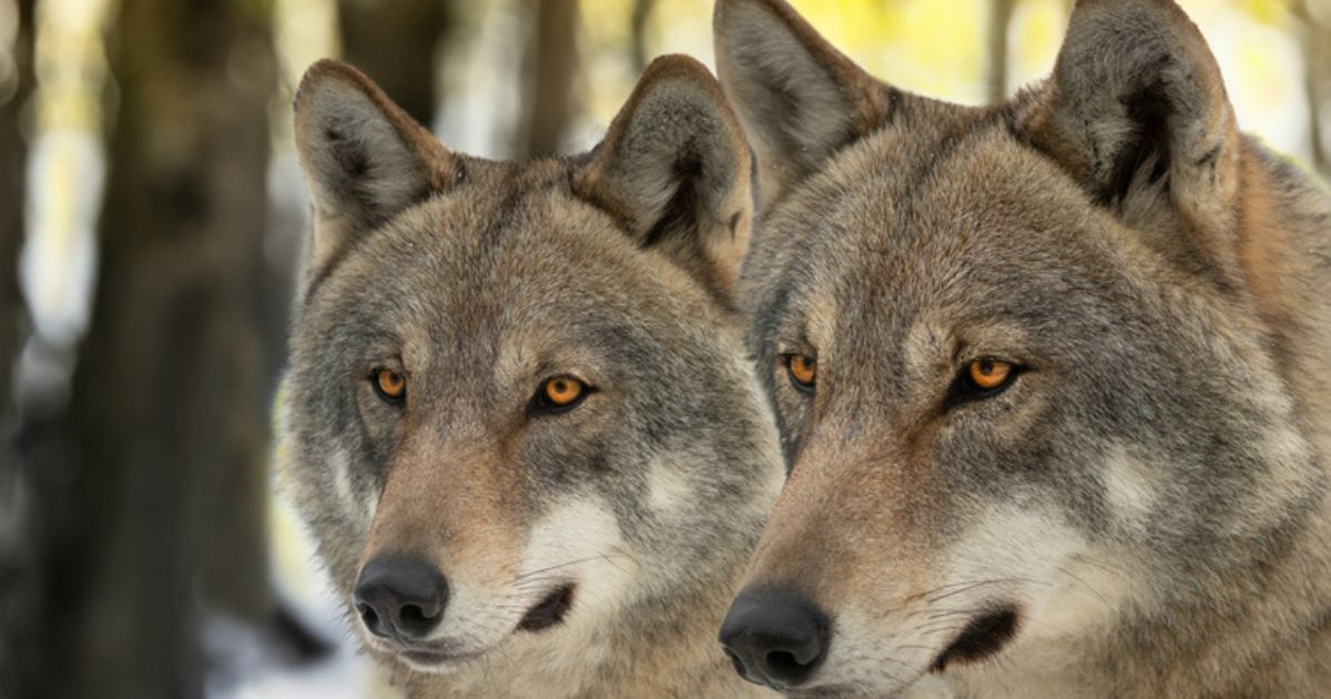 US offers ,000 reward for information on deaths of endangered wolves