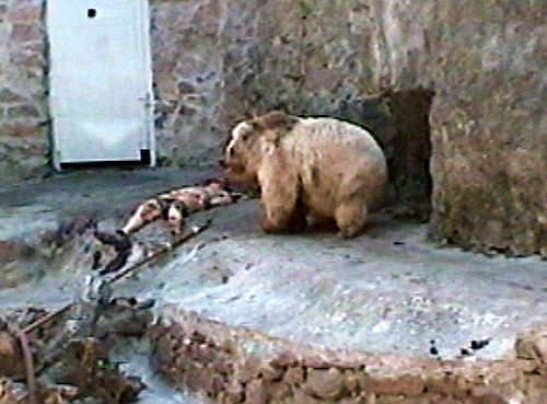 На Дальнем Востоке мужчина, защищаясь, убил медведя ножом