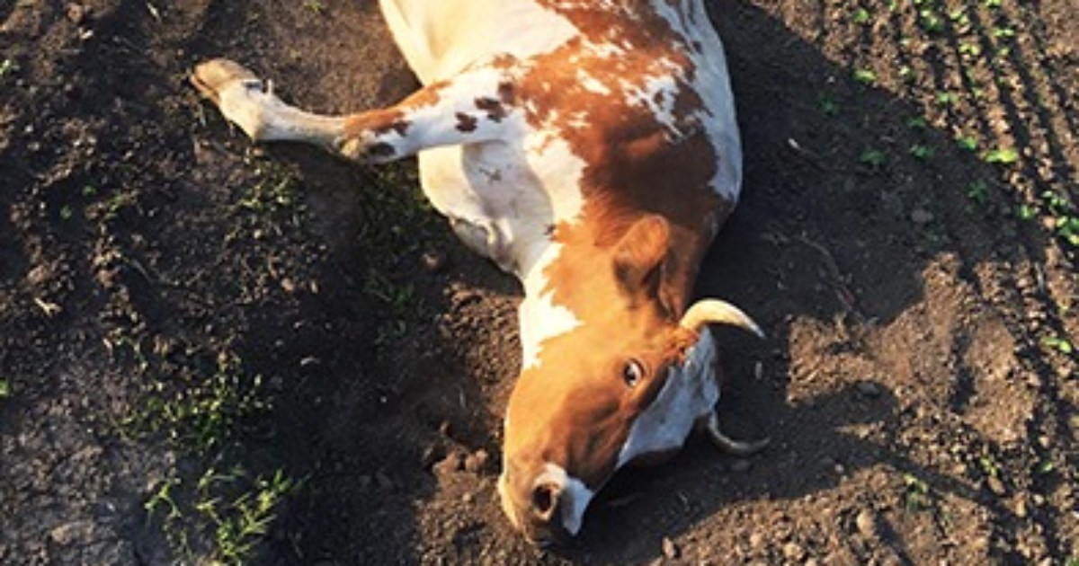 In Khmelnych region, a man dragged a pregnant cow behind a tractor and raped her: the police found the perpetrator