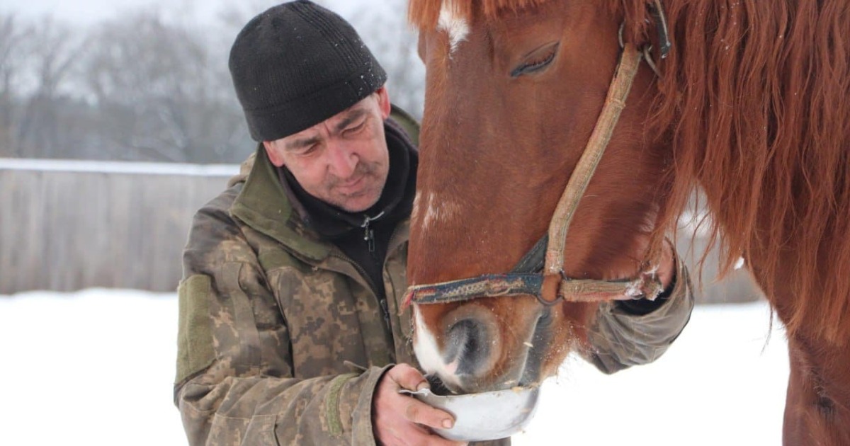 Animals do not eat for two days: a farmer in Kharkiv region fled to Russia, abandoning 28 horses to their own devices