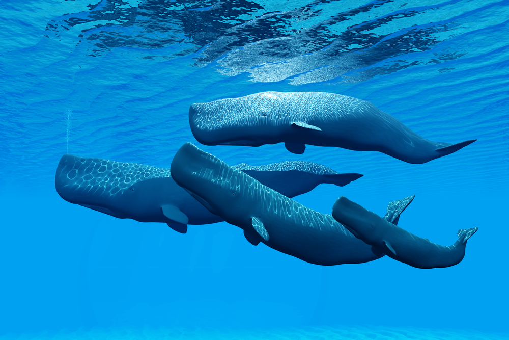 “Vomit” worth 4,000 was found in the stomach of a dead sperm whale