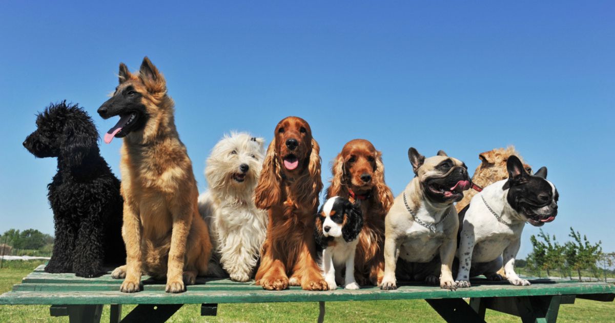 Dogs of small breeds live longer than large dogs – scientists