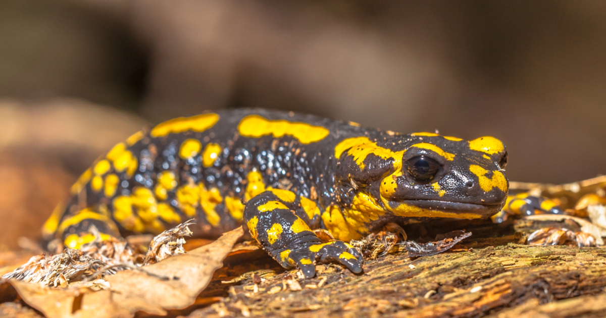 Frogs and salamanders: 2 thousand species of amphibians are threatened with extinction due to climate change – scientists