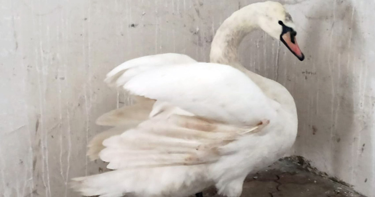 “Couldn’t take off”: an injured swan was rescued in Khmelnytskyi.  PHOTO