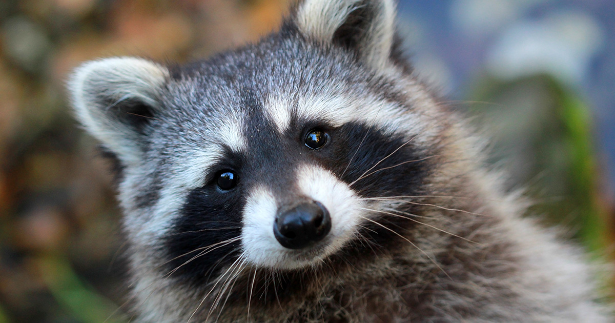 Locked in the washing machine that was on: the police opened a case against the girl who abused the raccoon