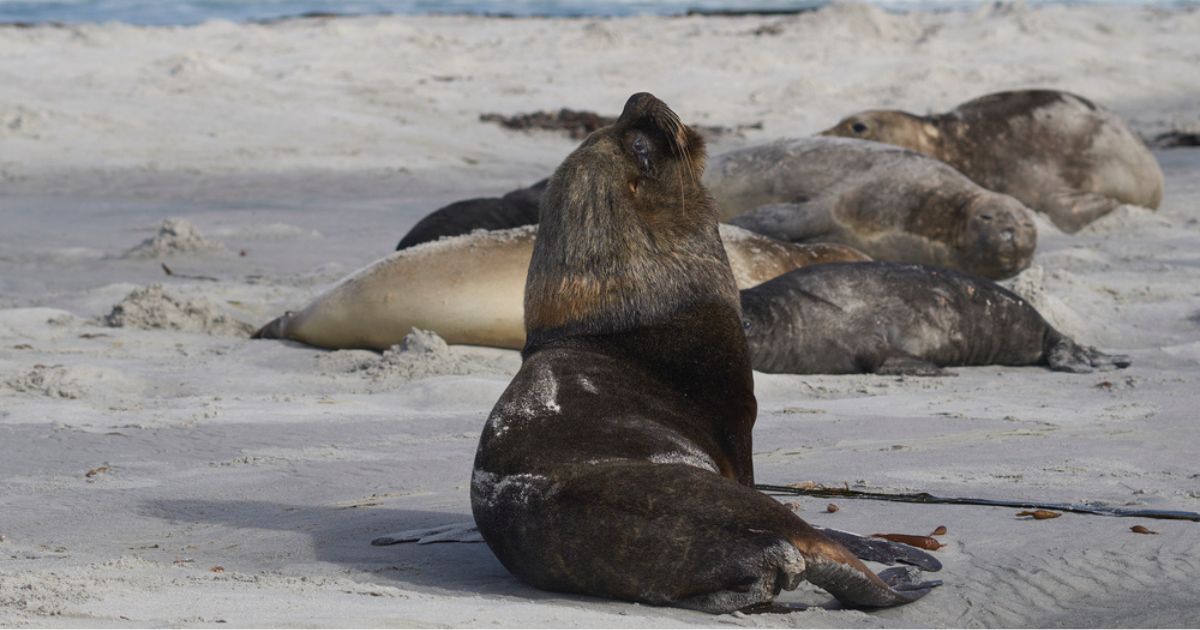 Bird flu caused the mass death of subantarctic seals – scientists