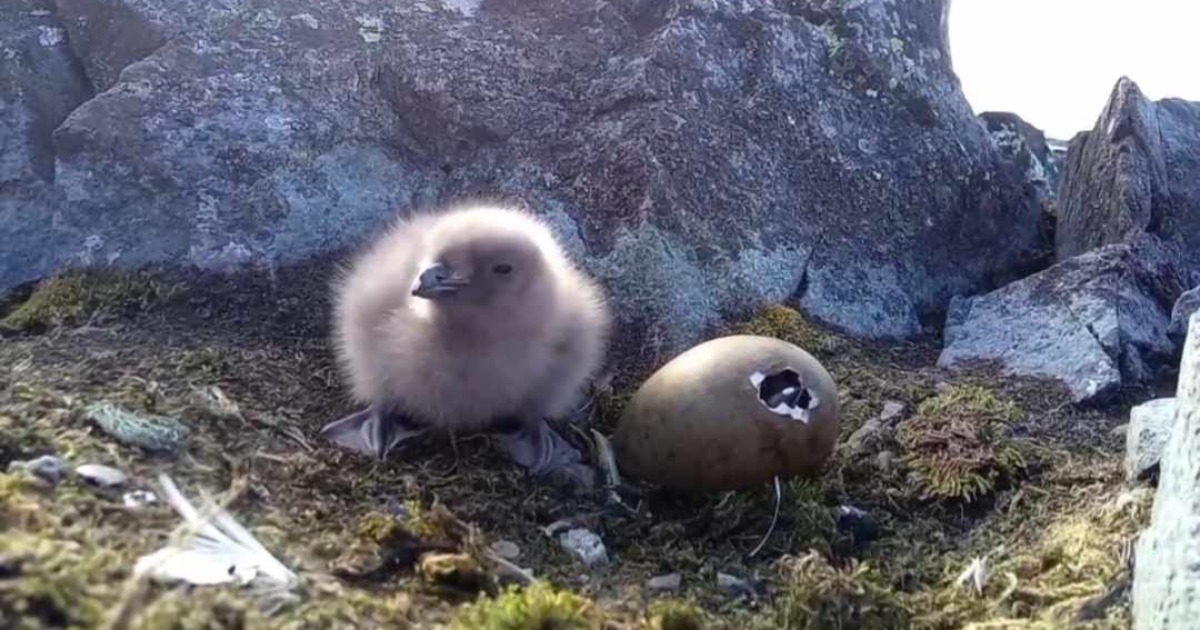 A baby boom continues at “Vernadskyi”: skua pups were born.  VIDEO