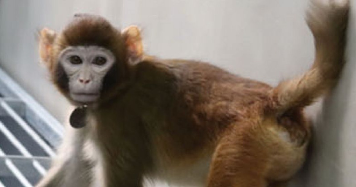 The world’s first cloned macaque celebrated its second birthday