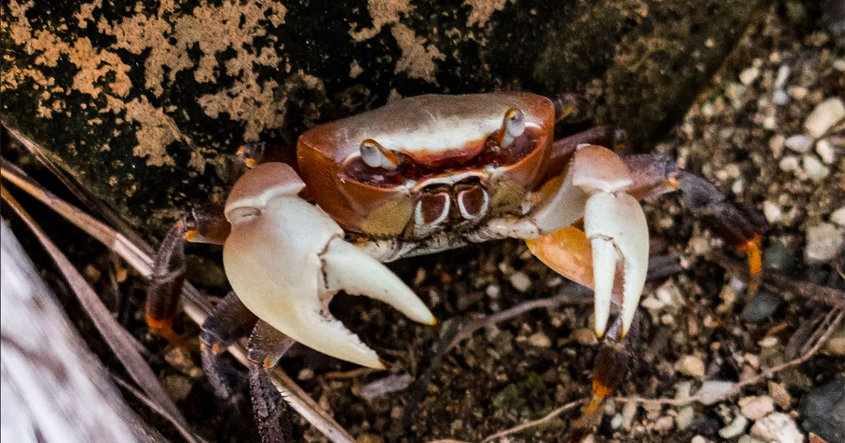 Scientists studied the evolution of crabs: how many times the animals went to land and returned to the sea