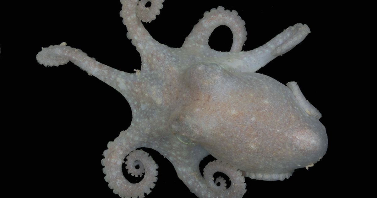 Octopus DNA may hold clue to global warming, study finds