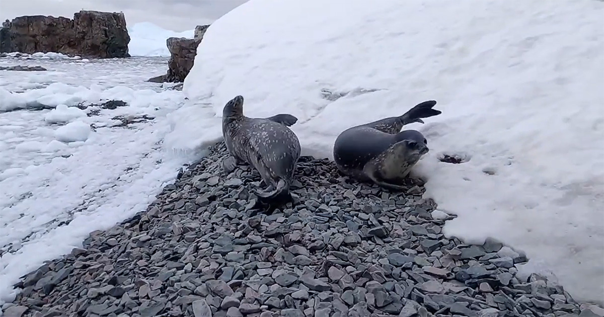 “Weddell’s rides”: polar explorers showed the fun of seals.  VIDEO