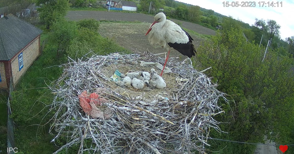 Stork Hrytsko: the national park in the Poltava region launched a 24-hour stream from the stork’s nest