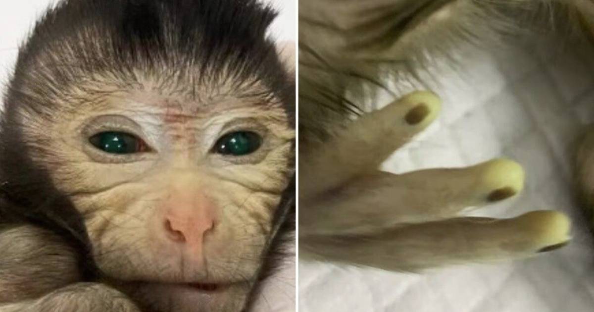 Chinese scientists have created the world’s first chimera monkey.  PHOTO