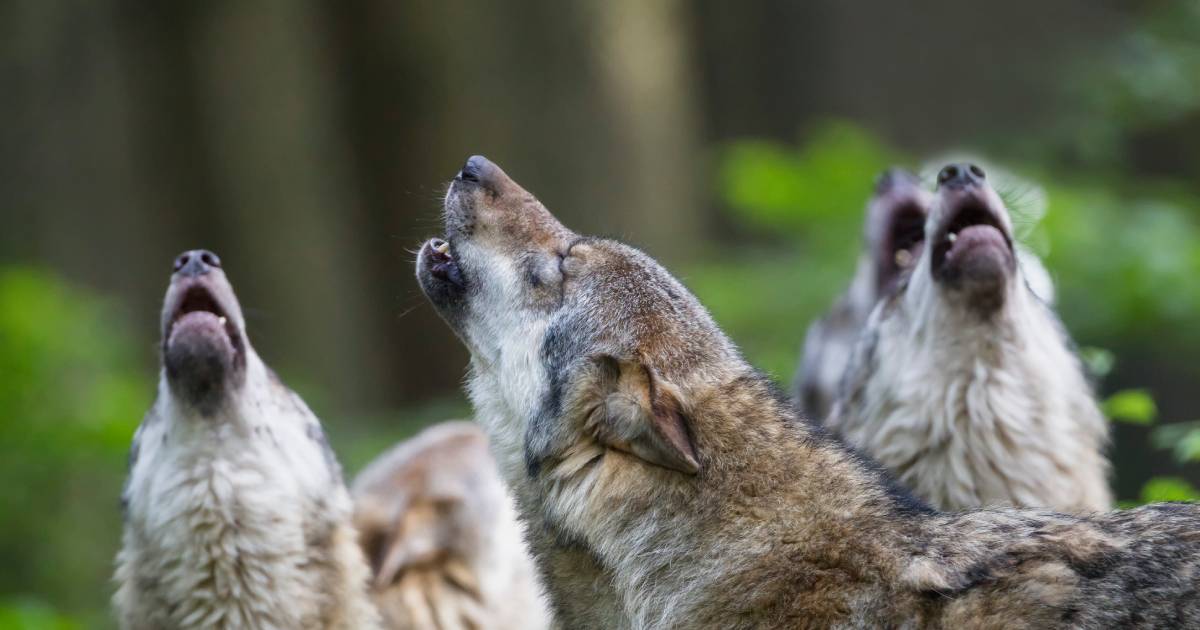 Save the forest guards: in Ukraine, they plan to protect wolves at the legislative level