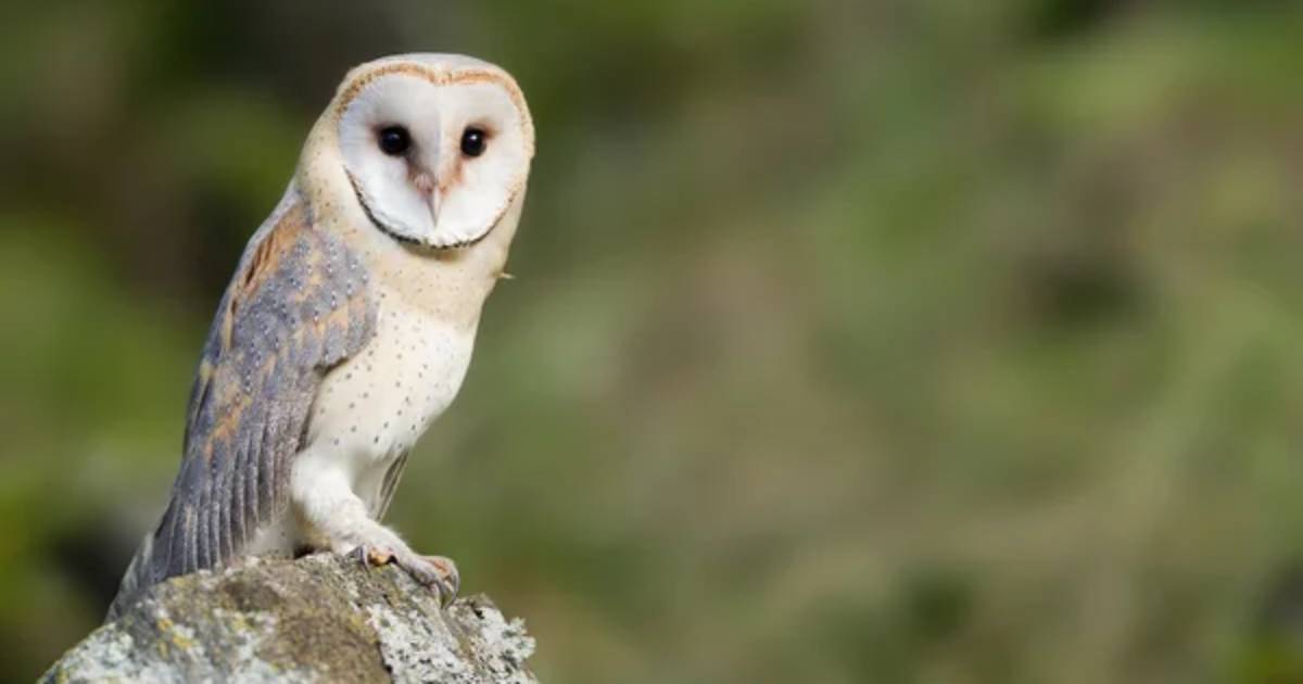 Conservationists in Transcarpathia started a 24-hour stream from the barn owl’s nest.  VIDEO