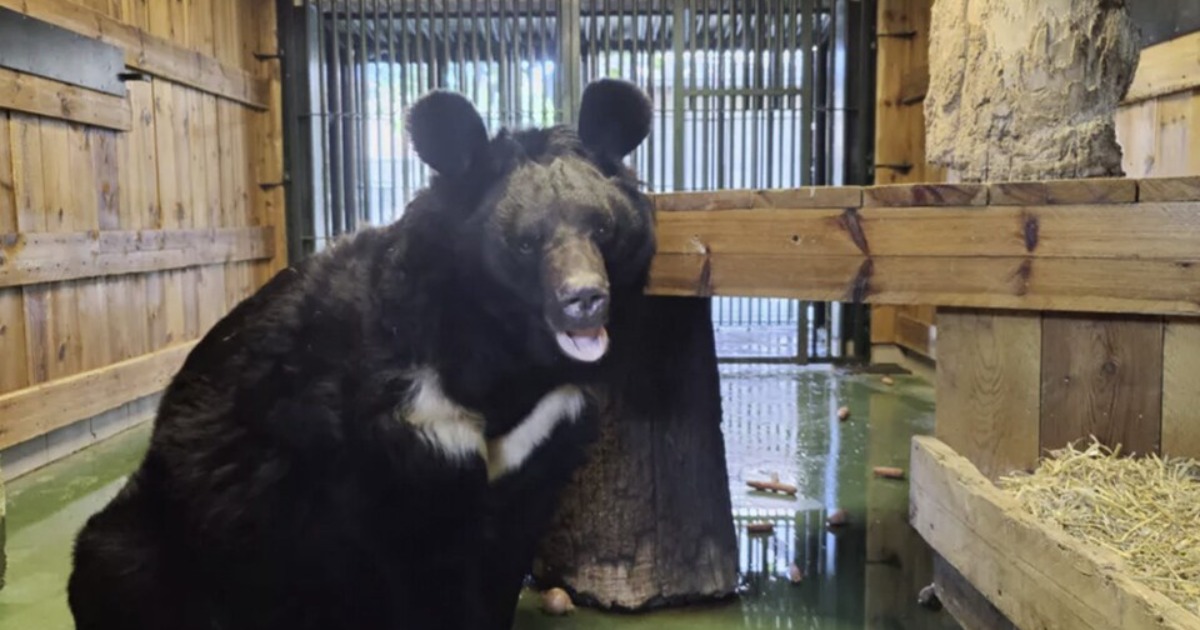 A bear from Yampol, which was rescued by the Armed Forces, settled in Scotland