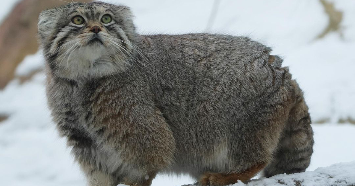 Manula or Pallas’s cat was found for the first time on Everest: what kind of predator is this