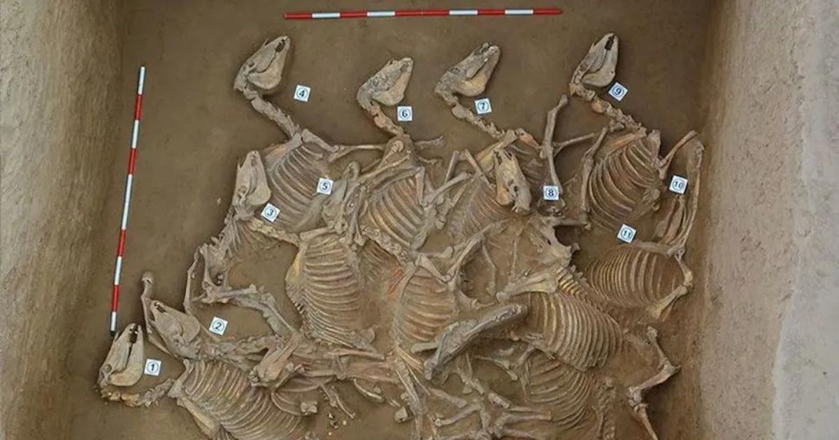 Bronze Age sacrificial pits were found in China: 120 horse skeletons were found there