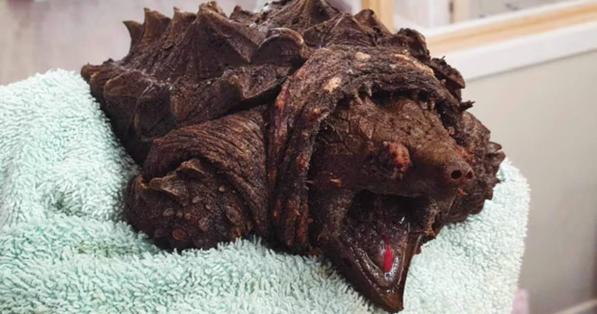 Looks like a dinosaur and can “crush” bones: a dangerous animal was rescued in Britain.  PHOTO