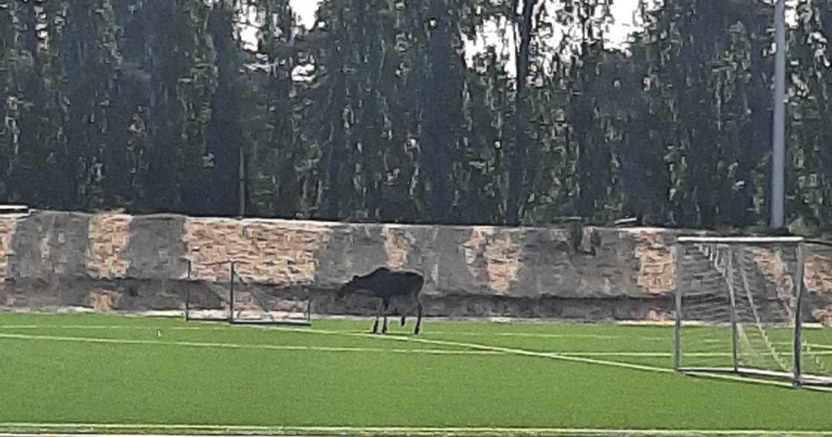 “Difficult situation”: in Kyiv, a moose was spotted in the Park of the Partisan Glory.  PHOTO