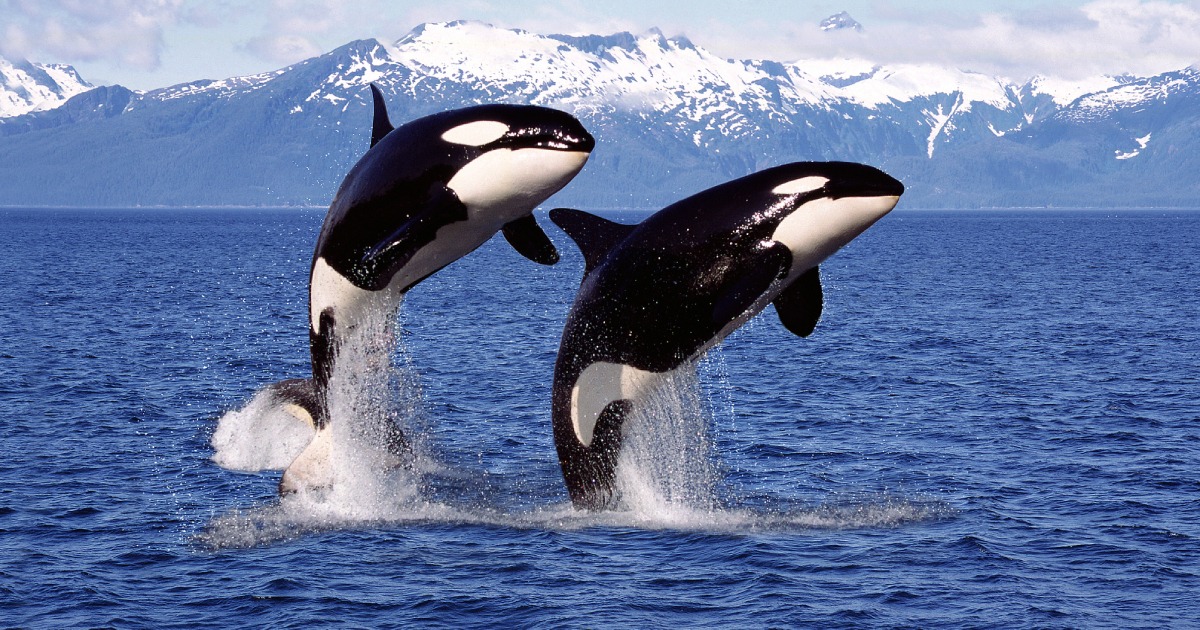 Scientists found out what price killer whales pay for helping their sons all their lives