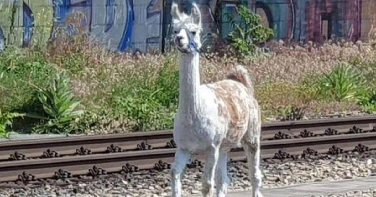 In Austria, llamas escaping from the circus blocked the movement of trains