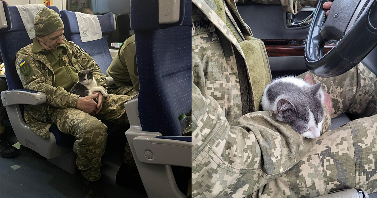The story of a cat that was carried by a military man on the Kramatorsk-Kyiv train