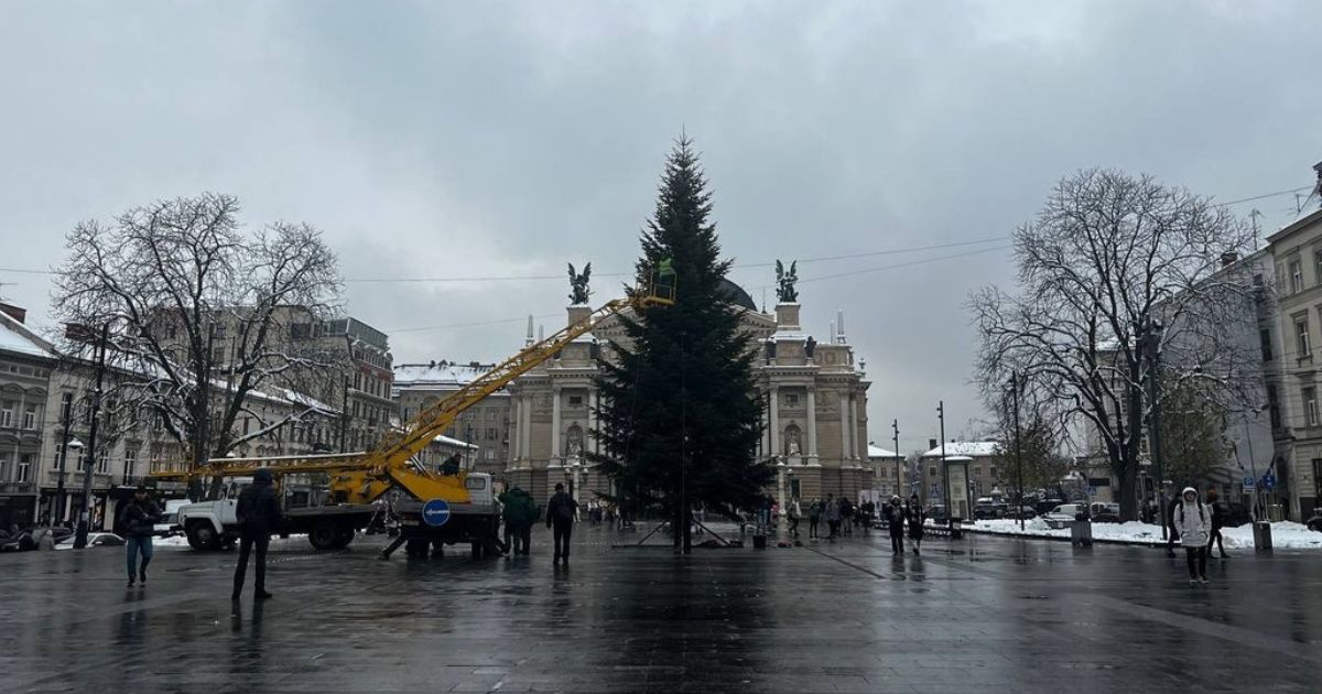 For 20 years, they grew in their own yard: in Lviv, they installed a Christmas tree, which was a gift from a local couple