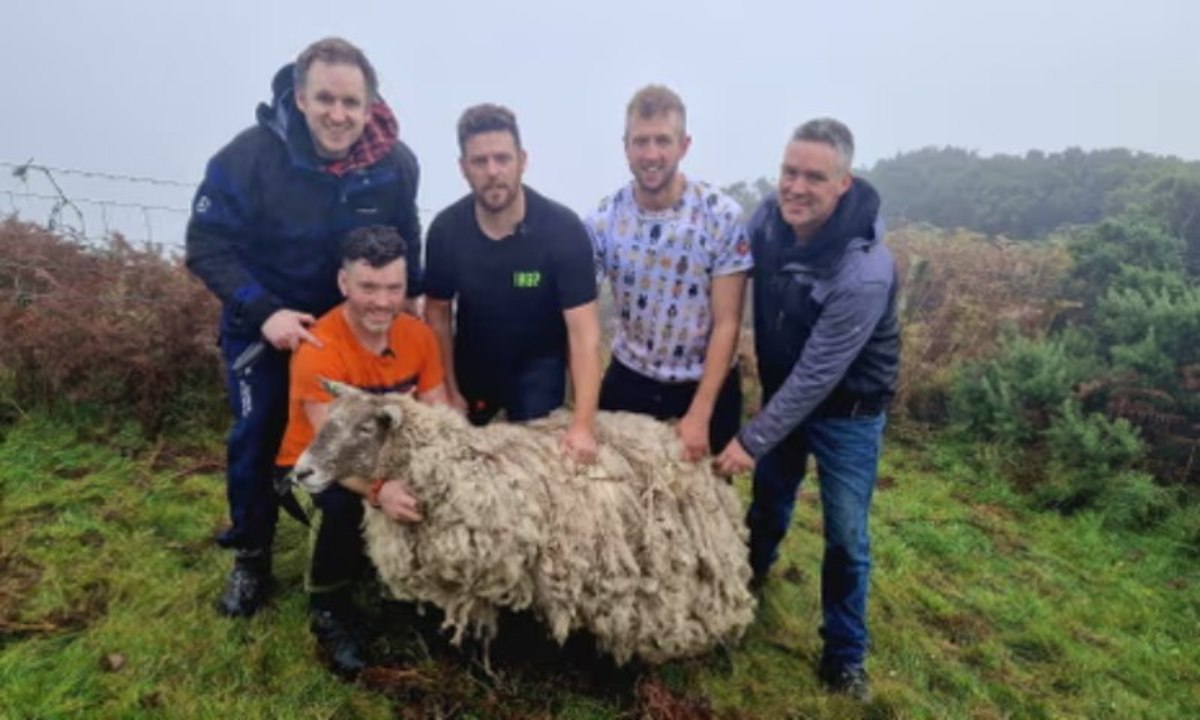 In Scotland, they saved the “loneliest sheep”, which lived near an inaccessible rock for 2 years.  PHOTO