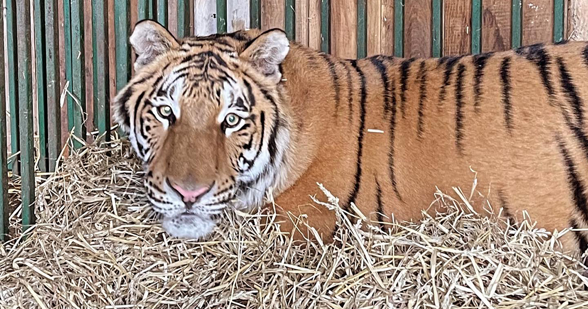 She started to get up: the condition of the tigress, which was injured during a rocket attack in the Kyiv region, has improved