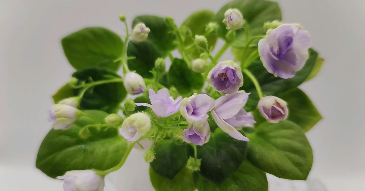 A breeder from the Dnipro bred a variety of violets, which he dedicated to the fallen poet and soldier Maksym Kryvtsov