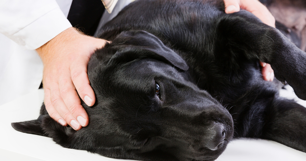 In the US, dogs are suffering from an unknown infection that does not respond to antibiotics