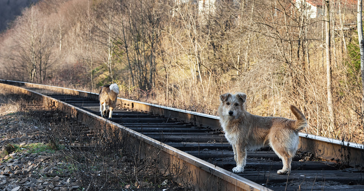 Scientists have studied the genetic code of dogs from the Chernobyl zone