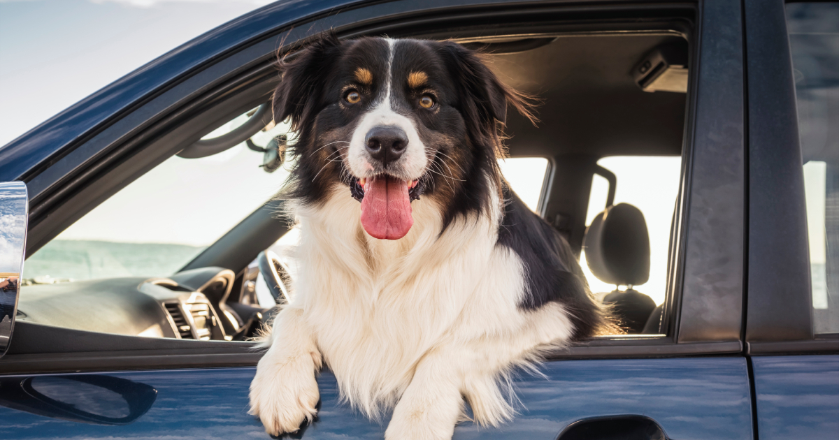 Rescuers remind: it is dangerous to leave animals in the car during the heat