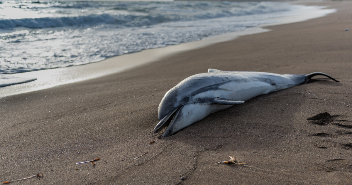 Hundreds of dead dolphins were found in the Brazilian Amazon