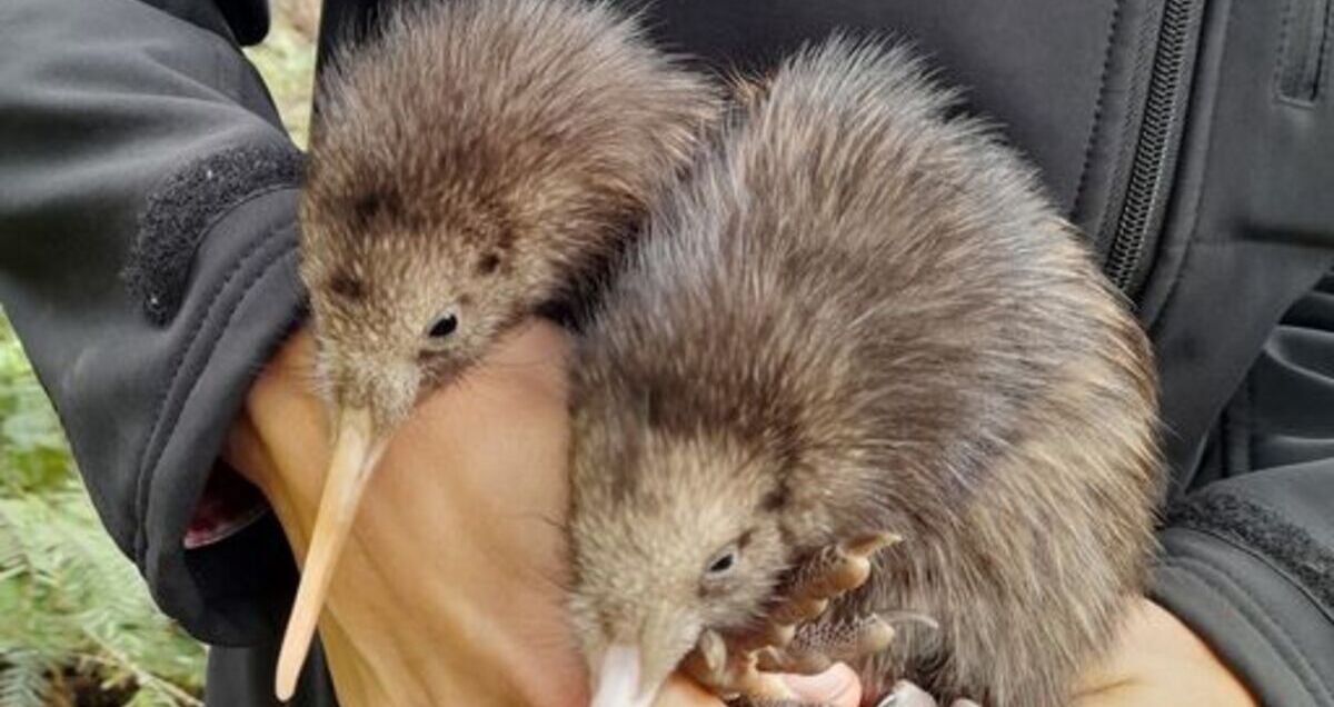 Kiwi birds were born in the capital of New Zealand for the first time in 150 years