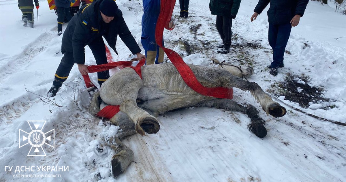 In the Chernihiv region, a horse was rescued that twisted its leg and fell into the river.  PHOTO