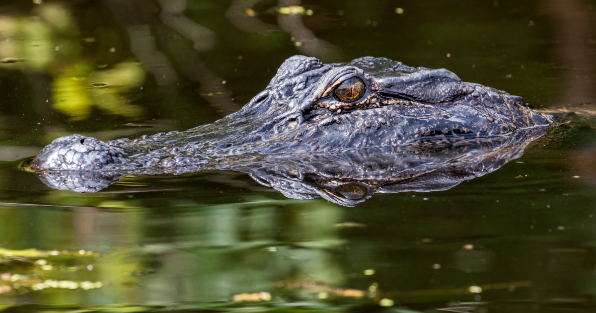 In Florida, an alligator was caught with human remains in its mouth.  VIDEO