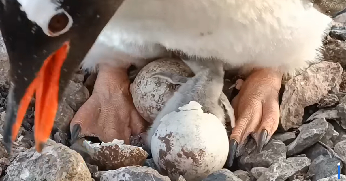 Baby boom in Antarctica: polar explorers showed how a penguin hatches from an egg.  VIDEO