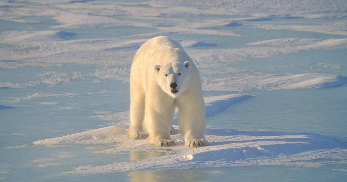 Polar bears can die of hunger – scientists