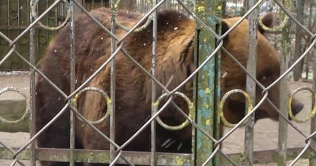 A bear lives in a tight enclosure in Khmelnytskyi Park: the police opened a criminal case
