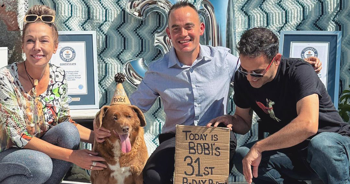 Bobby is no longer the “oldest dog in the world”: the Guinness Book has launched an investigation