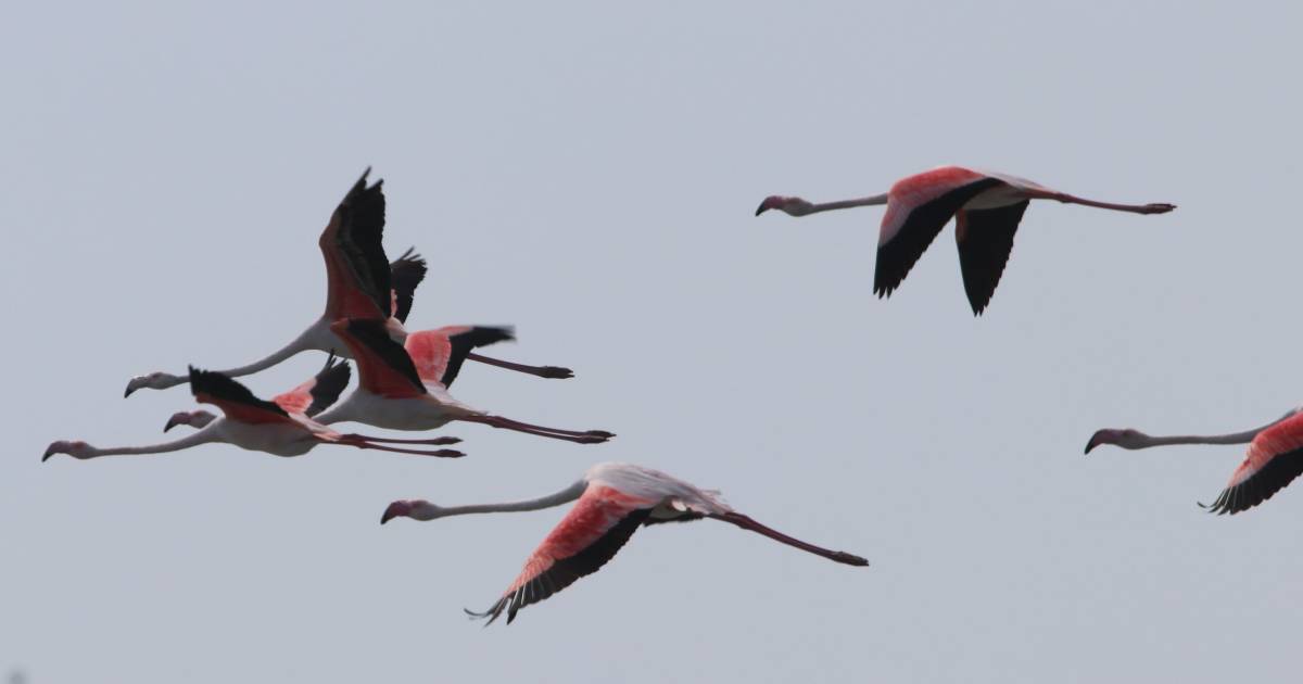 Pink flamingos have arrived in the Tuzlovsk estuary national park in Odesa.  PHOTO