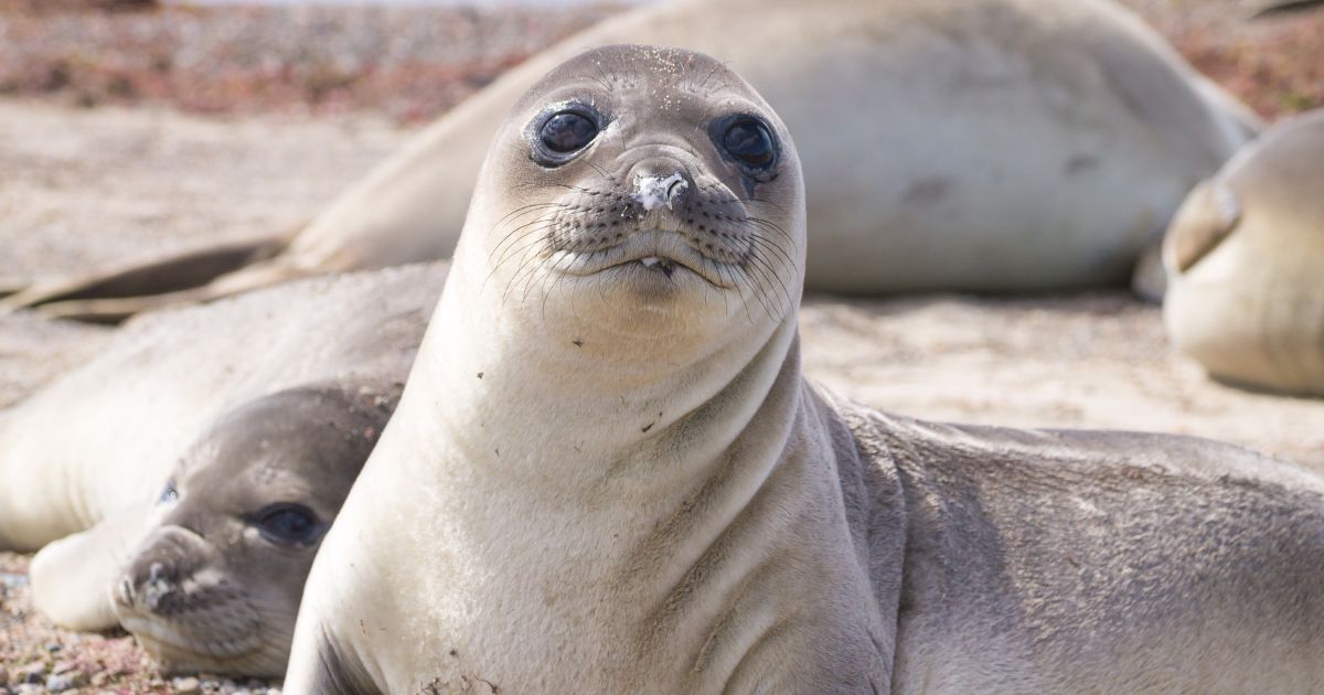 In Argentina, 96% of baby elephant seals died due to bird flu